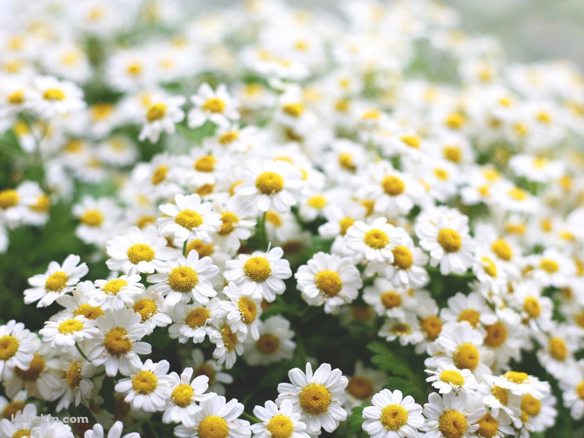 可愛いマーガレットの花 / 白い花の壁紙(1152px x 864px) 高画質 PC・デスクトップ用