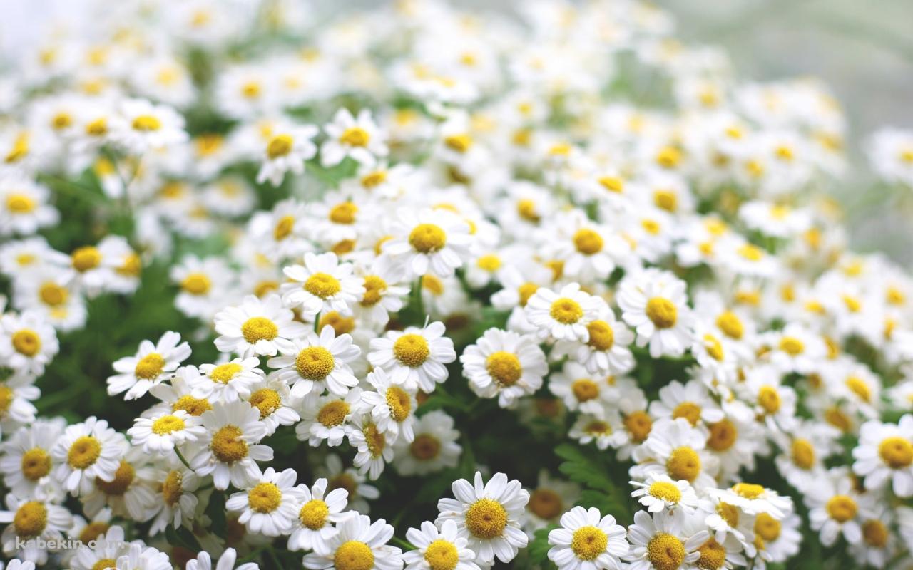 可愛いマーガレットの花 / 白い花の壁紙(1280px x 800px) 高画質 PC・デスクトップ用