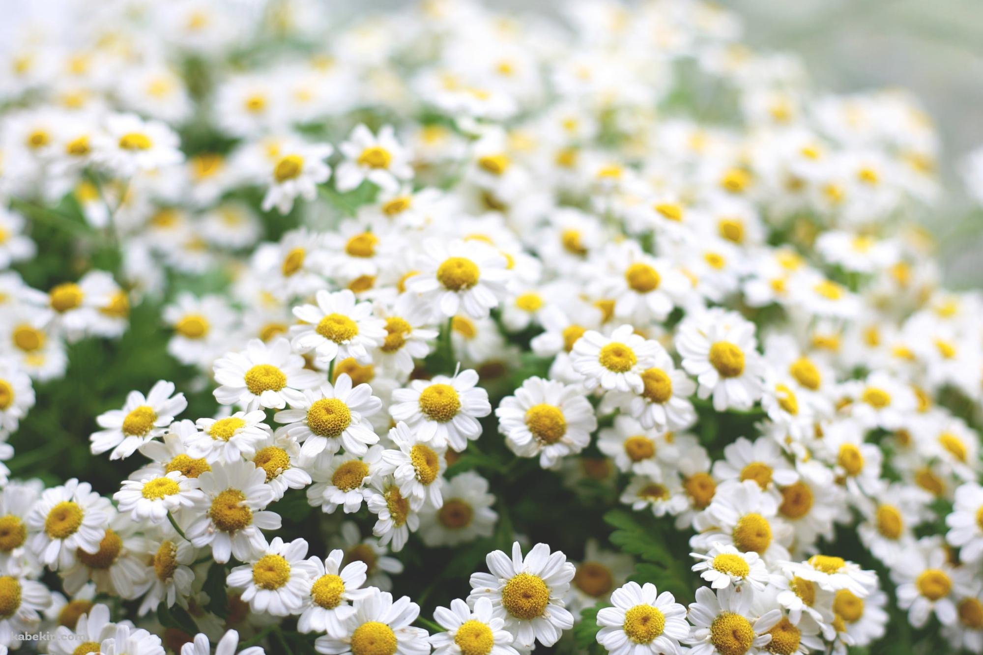 可愛いマーガレットの花 / 白い花の壁紙(2000px x 1333px) 高画質 PC・デスクトップ用