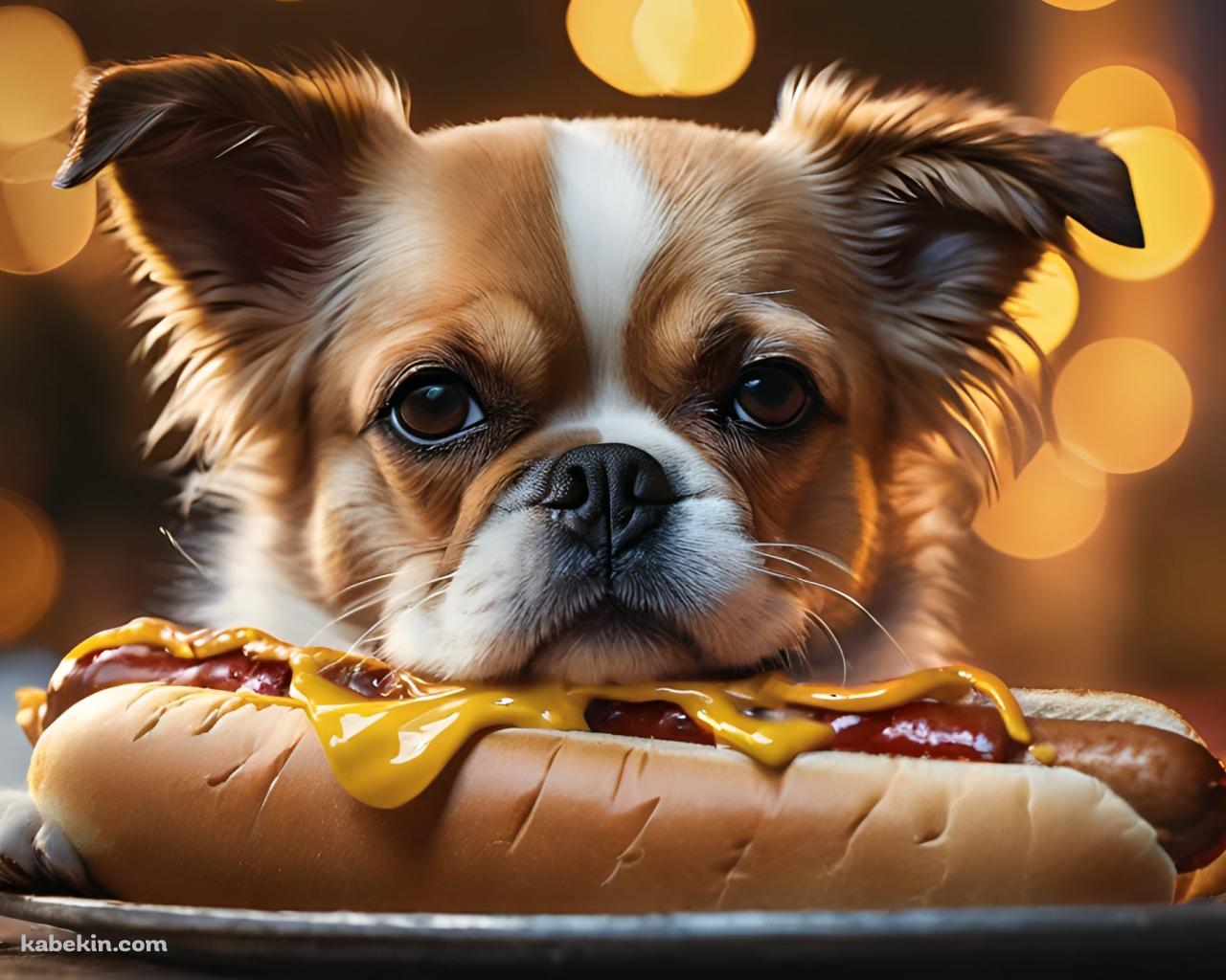 ホットドッグと茶色と白の真顔の犬の壁紙(1280px x 1024px) 高画質 PC・デスクトップ用