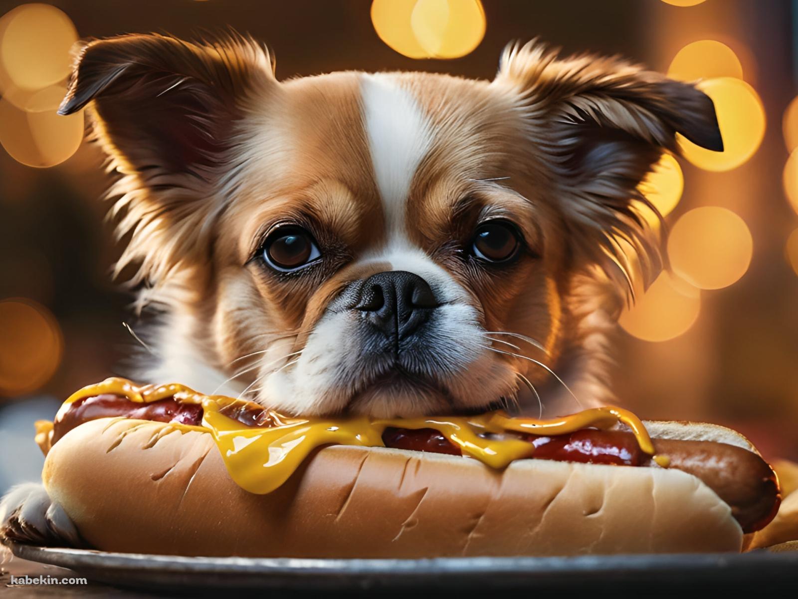 ホットドッグと茶色と白の真顔の犬の壁紙(1600px x 1200px) 高画質 PC・デスクトップ用