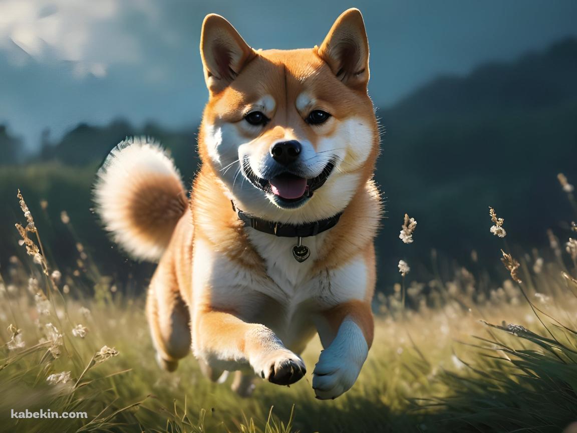 草原を猛ダッシュする可愛い柴犬の壁紙(1152px x 864px) 高画質 PC・デスクトップ用