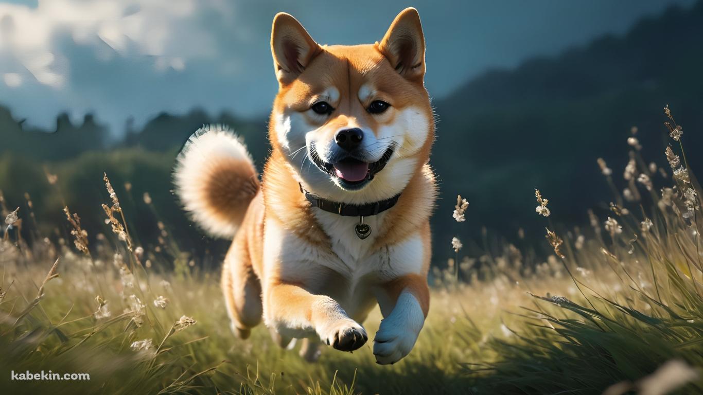草原を猛ダッシュする可愛い柴犬の壁紙(1366px x 768px) 高画質 PC・デスクトップ用
