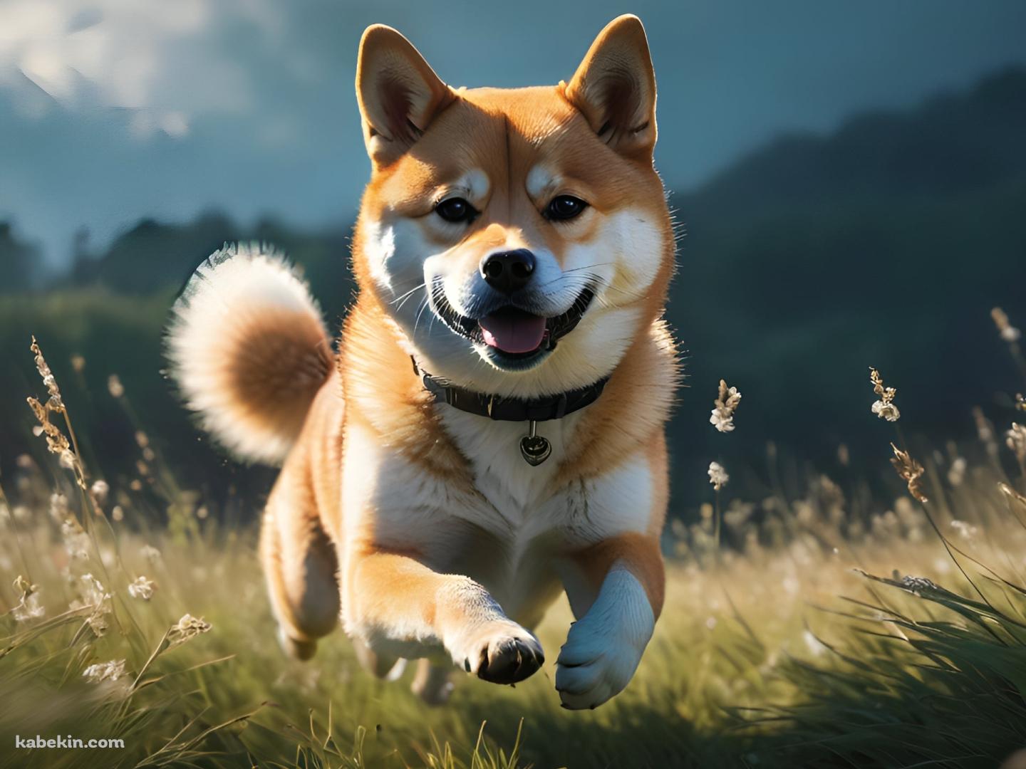 草原を猛ダッシュする可愛い柴犬の壁紙(1440px x 1080px) 高画質 PC・デスクトップ用