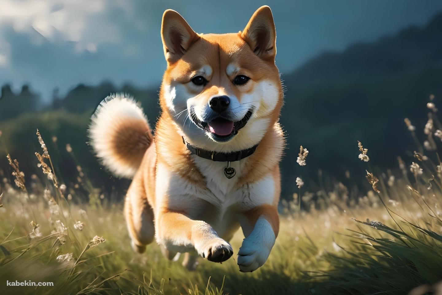 草原を猛ダッシュする可愛い柴犬の壁紙(1440px x 960px) 高画質 PC・デスクトップ用