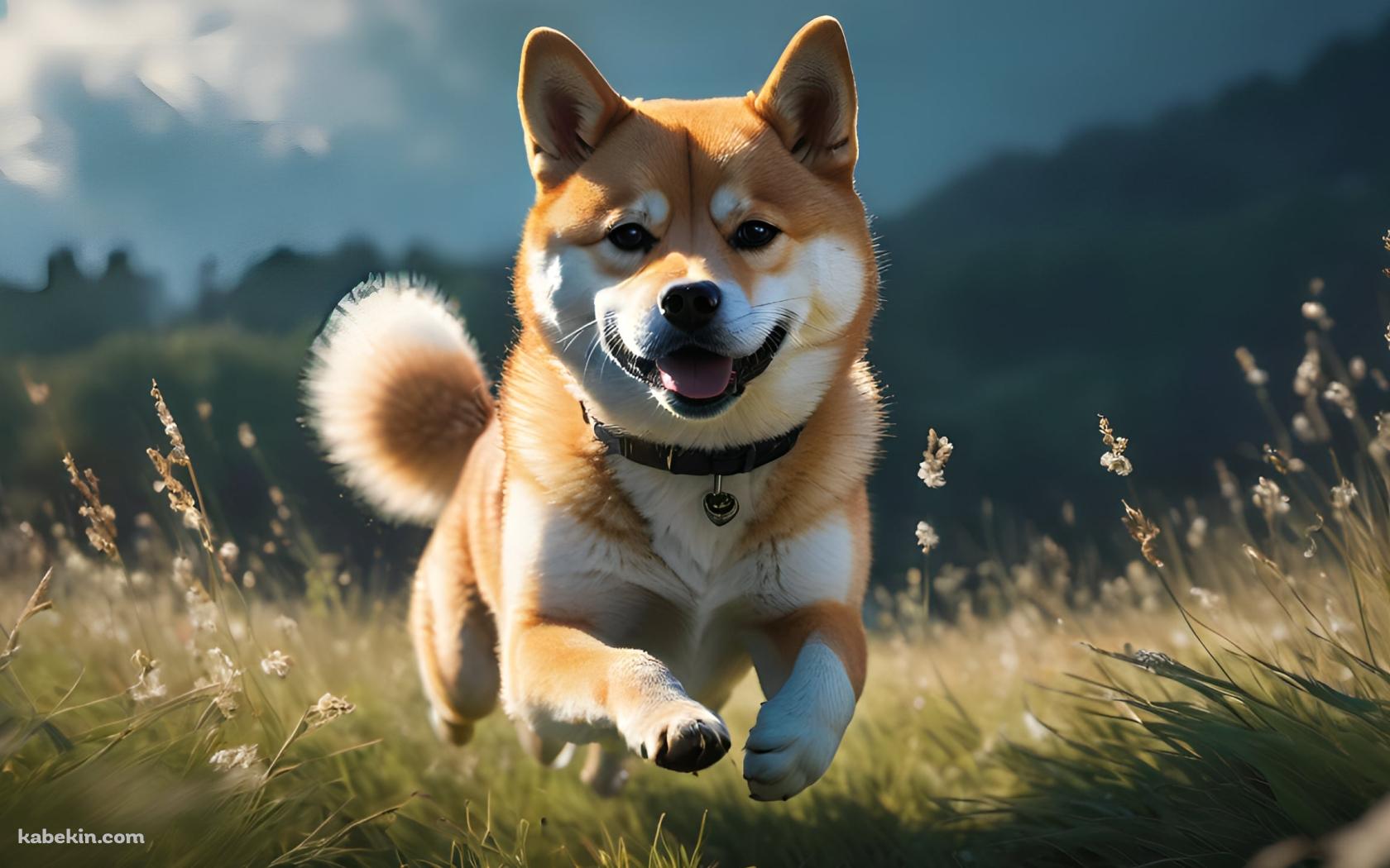 草原を猛ダッシュする可愛い柴犬の壁紙(1680px x 1050px) 高画質 PC・デスクトップ用