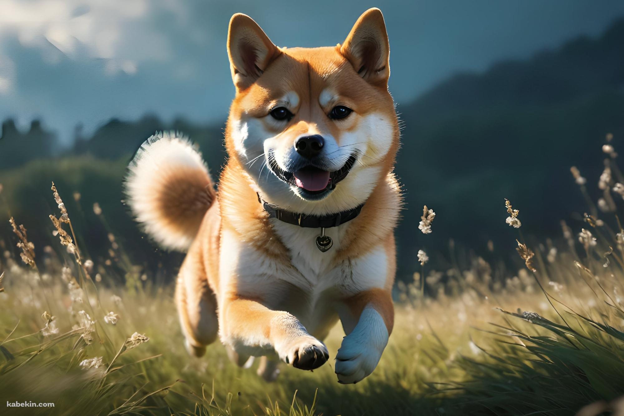 草原を猛ダッシュする可愛い柴犬の壁紙(2000px x 1333px) 高画質 PC・デスクトップ用