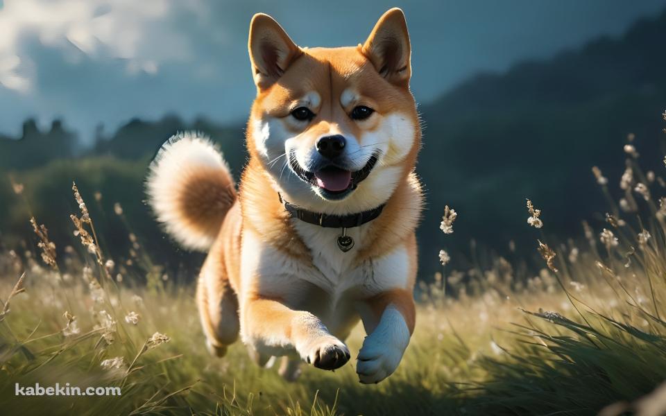 草原を猛ダッシュする可愛い柴犬の壁紙(960px x 600px) 高画質 PC・デスクトップ用