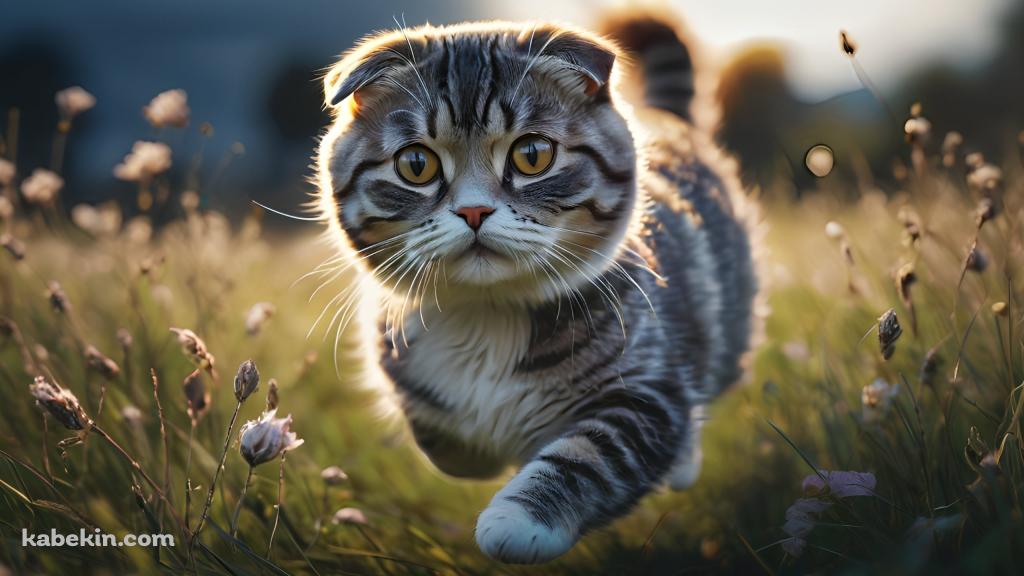 草原を走る可愛いスコティッシュフォールドの壁紙(1024px x 576px) 高画質 PC・デスクトップ用