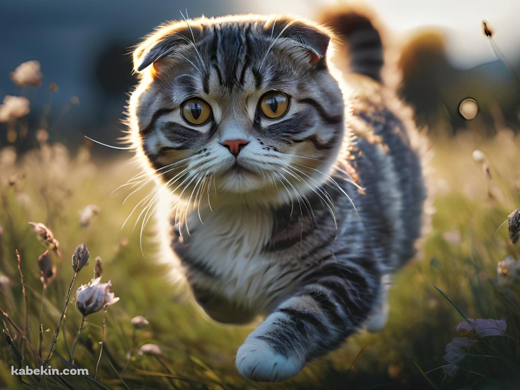 草原を走る可愛いスコティッシュフォールドの壁紙(1024px x 768px) 高画質 PC・デスクトップ用