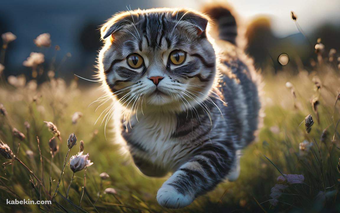 草原を走る可愛いスコティッシュフォールドの壁紙(1152px x 720px) 高画質 PC・デスクトップ用