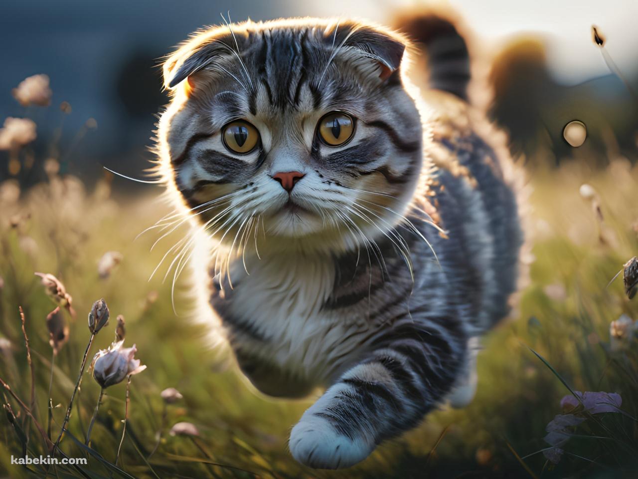 草原を走る可愛いスコティッシュフォールドの壁紙(1280px x 960px) 高画質 PC・デスクトップ用