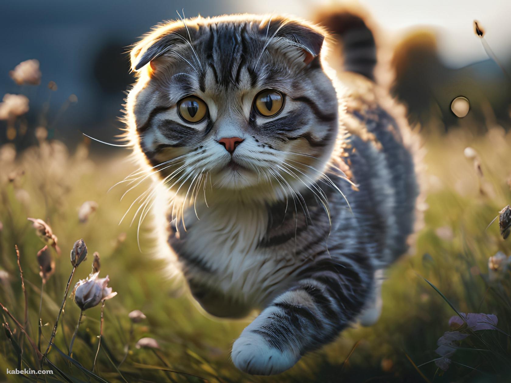 草原を走る可愛いスコティッシュフォールドの壁紙(1680px x 1260px) 高画質 PC・デスクトップ用