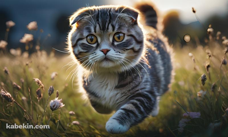 草原を走る可愛いスコティッシュフォールドの壁紙(800px x 480px) 高画質 PC・デスクトップ用