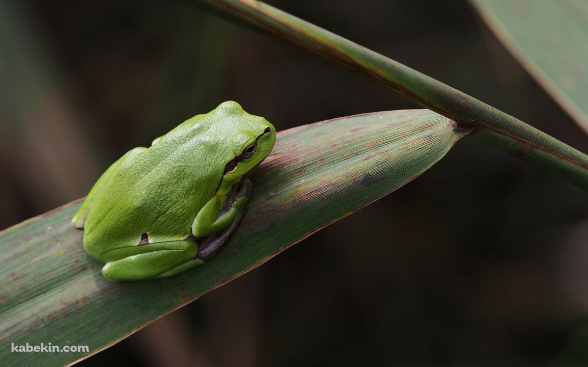 緑のアマガエル / 葉っぱの上 / Frogsの壁紙(1152px x 720px) 高画質 PC・デスクトップ用