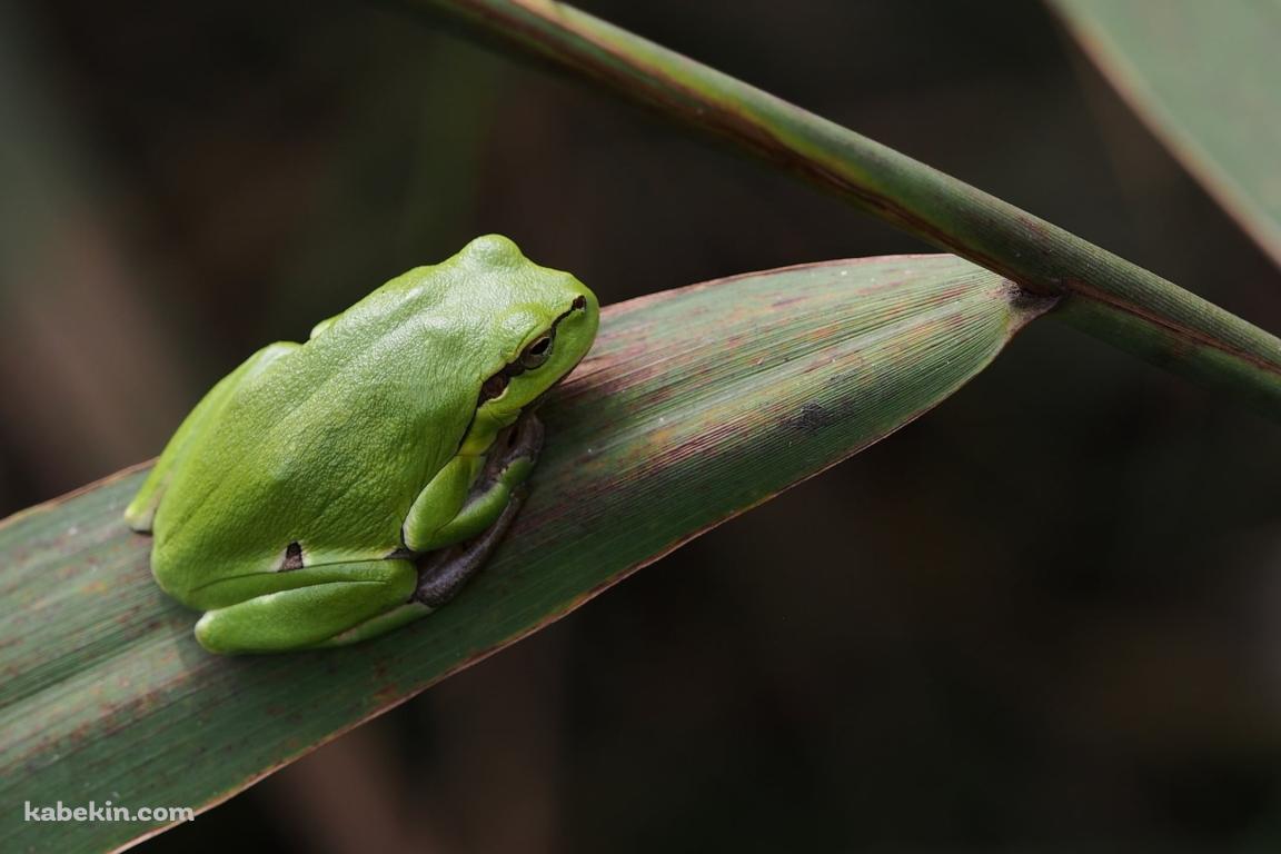 緑のアマガエル / 葉っぱの上 / Frogsの壁紙(1152px x 768px) 高画質 PC・デスクトップ用