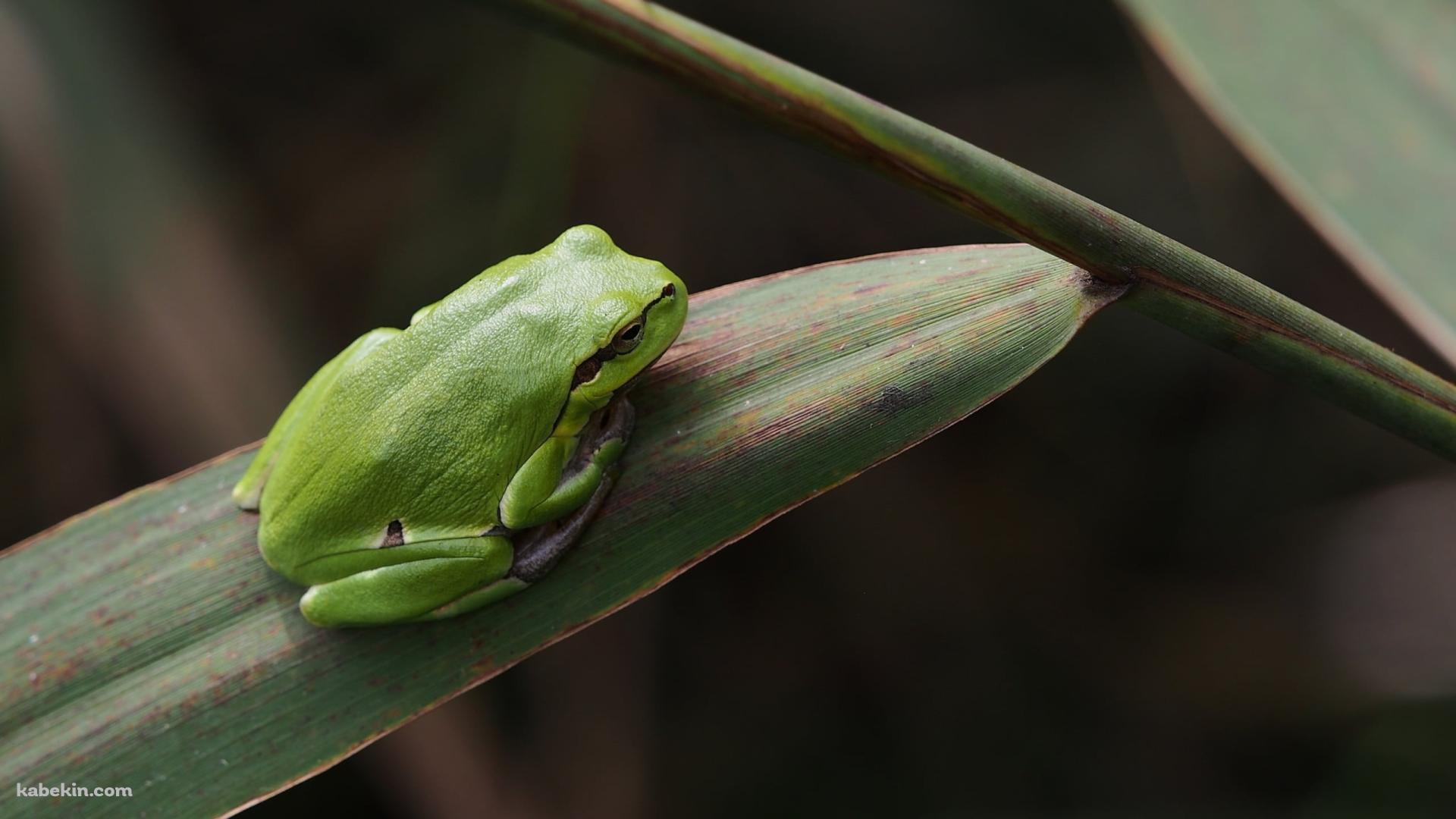 緑のアマガエル / 葉っぱの上 / Frogsの壁紙(1920px x 1080px) 高画質 PC・デスクトップ用