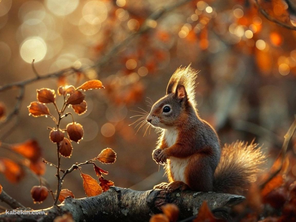 紅葉と枝の上にいるリスの壁紙(1152px x 864px) 高画質 PC・デスクトップ用