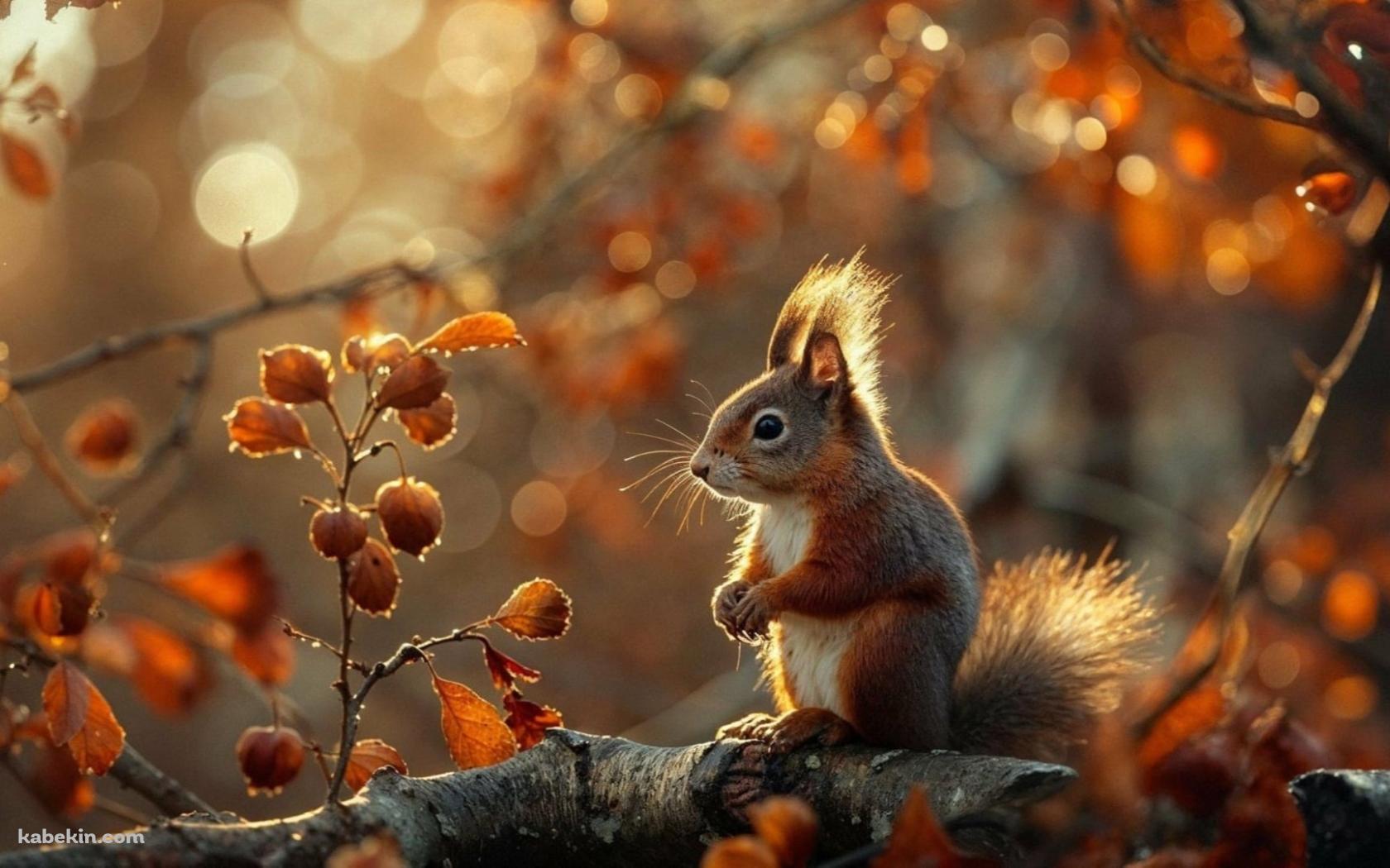 紅葉と枝の上にいるリスの壁紙(1680px x 1050px) 高画質 PC・デスクトップ用