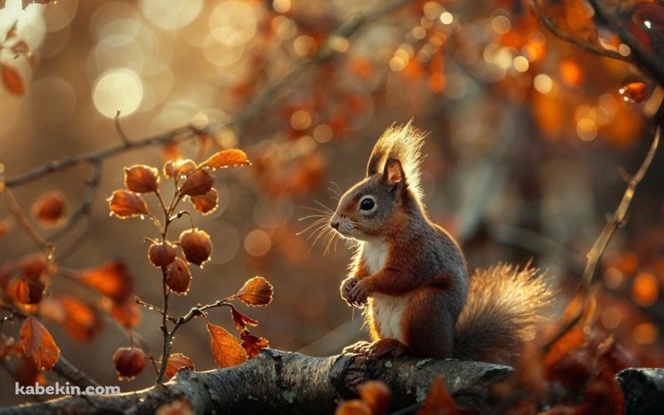 紅葉と枝の上にいるリスの壁紙(960px x 600px) 高画質 PC・デスクトップ用
