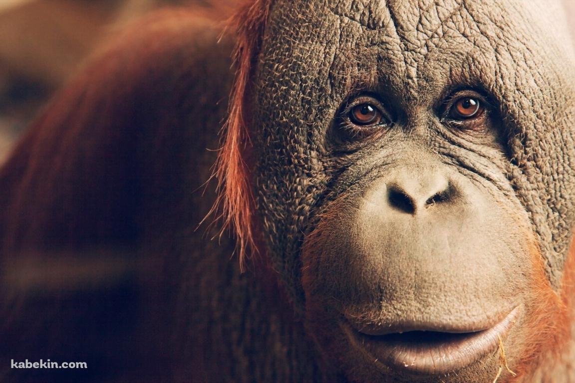 オランウータンの顔のアップの壁紙(1152px x 768px) 高画質 PC・デスクトップ用