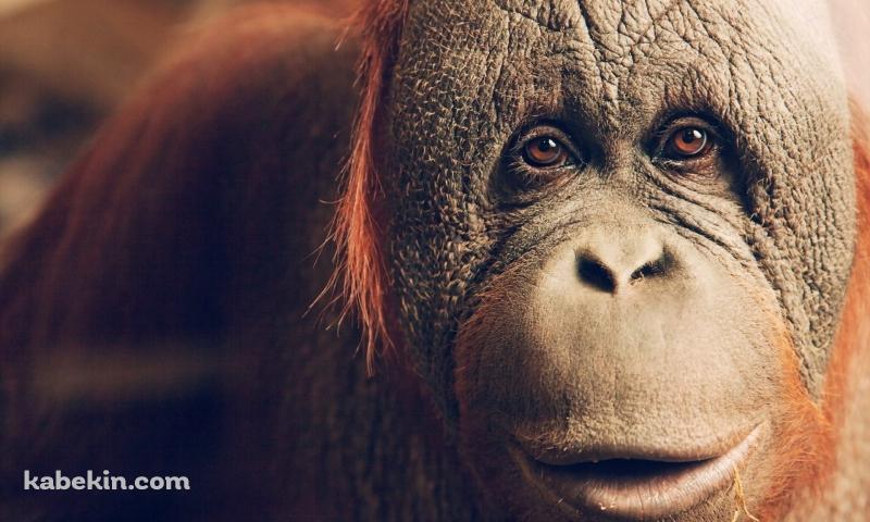 オランウータンの顔のアップの壁紙(800px x 480px) 高画質 PC・デスクトップ用
