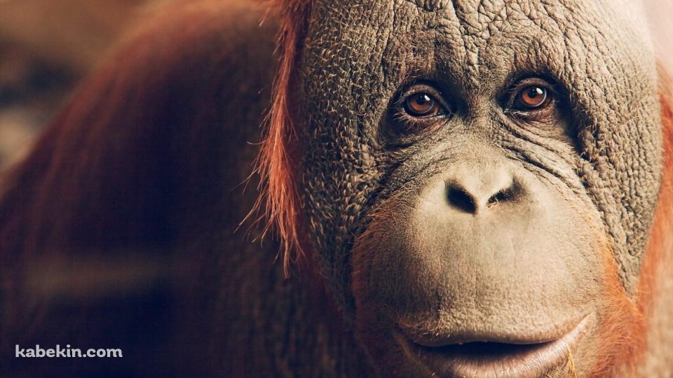 オランウータンの顔のアップの壁紙(960px x 540px) 高画質 PC・デスクトップ用
