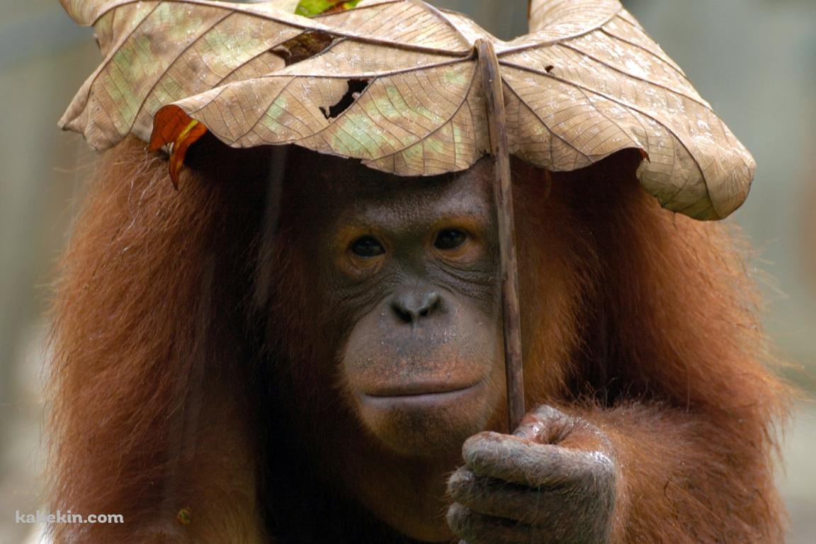 葉っぱで雨をしのぐオランウータンの壁紙(1152px x 768px) 高画質 PC・デスクトップ用