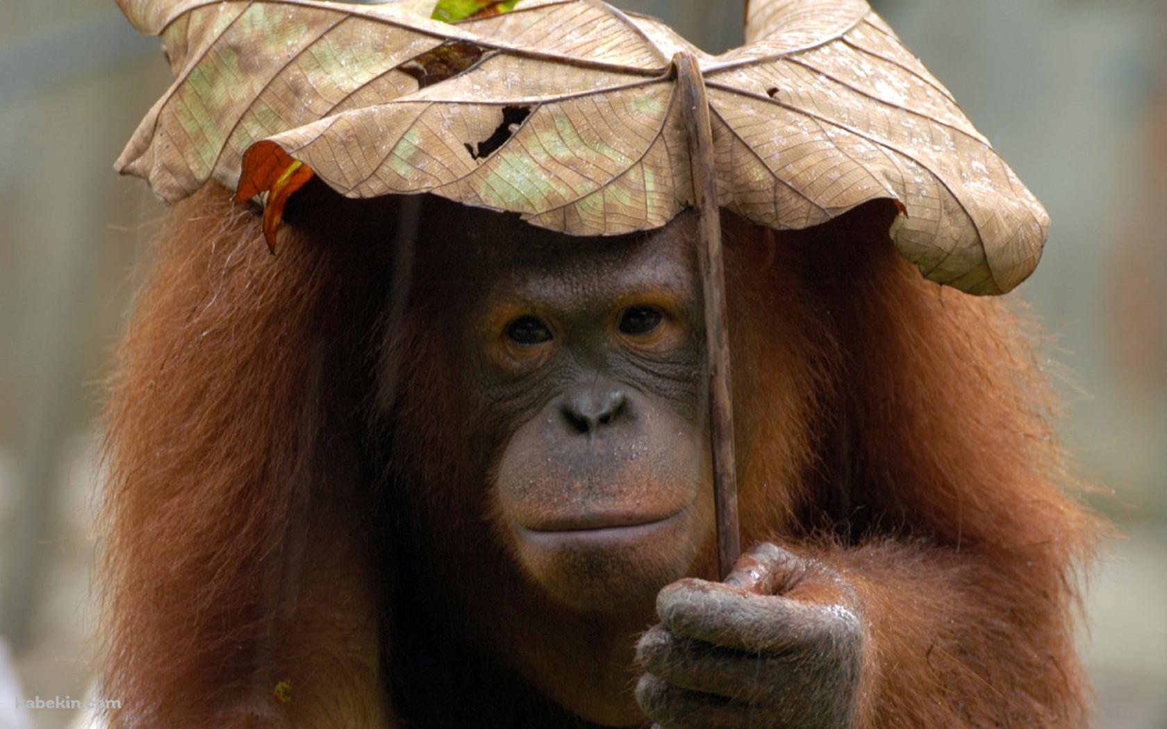葉っぱで雨をしのぐオランウータンの壁紙(1680px x 1050px) 高画質 PC・デスクトップ用