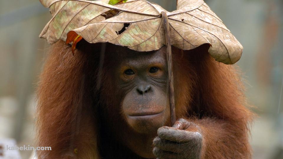 葉っぱで雨をしのぐオランウータンの壁紙(960px x 540px) 高画質 PC・デスクトップ用