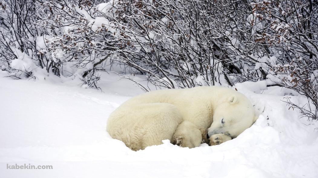 雪の中で眠るホッキョクグマの壁紙(1051px x 591px) 高画質 PC・デスクトップ用