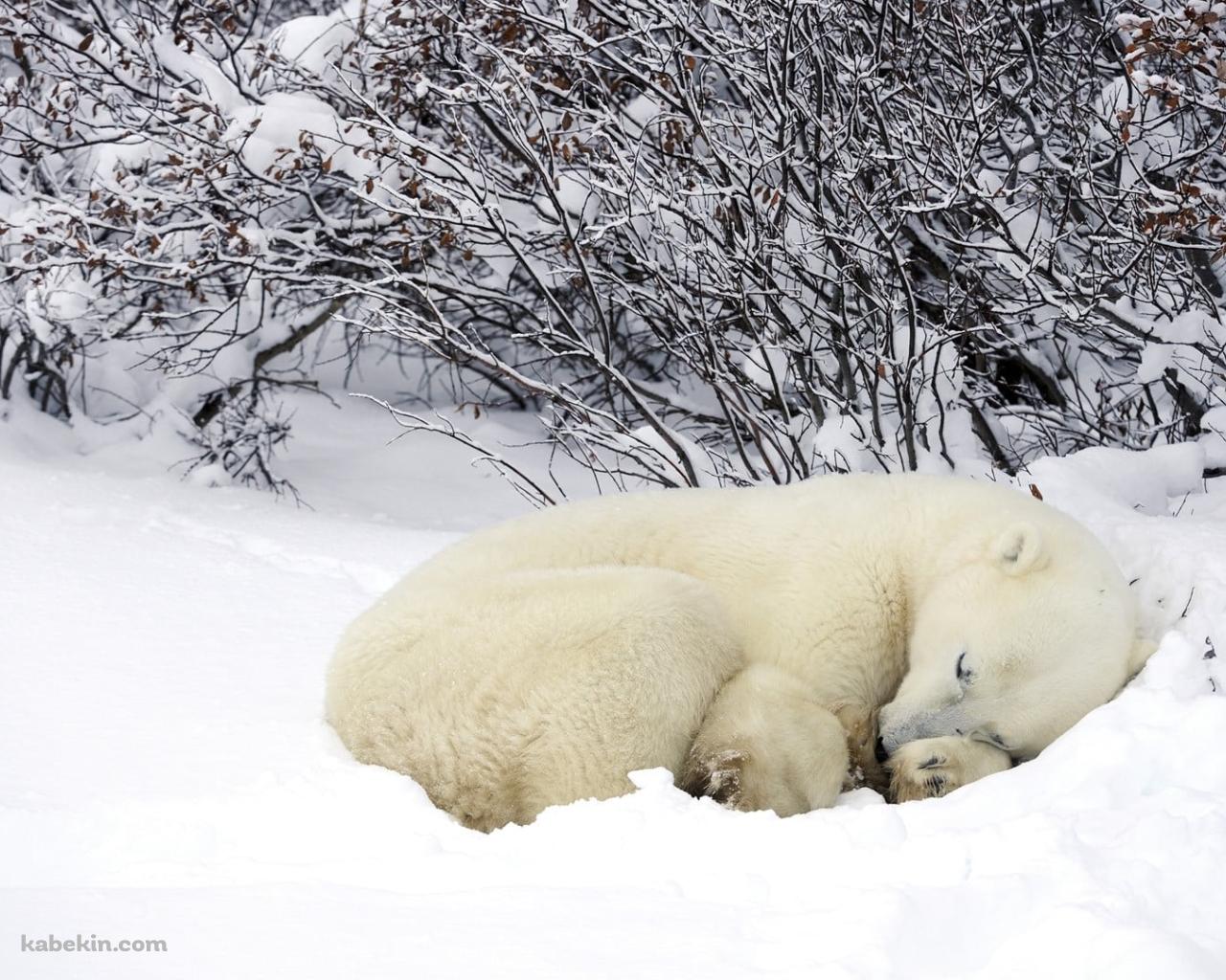雪の中で眠るホッキョクグマの壁紙(1280px x 1024px) 高画質 PC・デスクトップ用