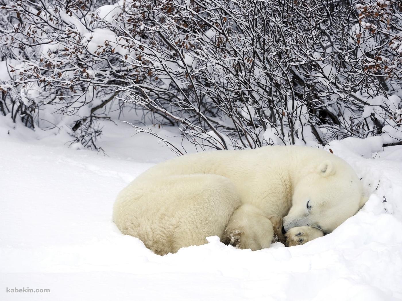 雪の中で眠るホッキョクグマの壁紙(1400px x 1050px) 高画質 PC・デスクトップ用