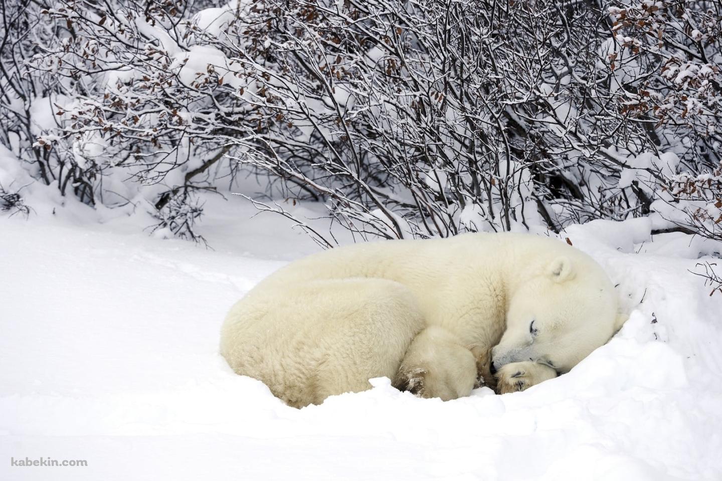 雪の中で眠るホッキョクグマの壁紙(1440px x 960px) 高画質 PC・デスクトップ用