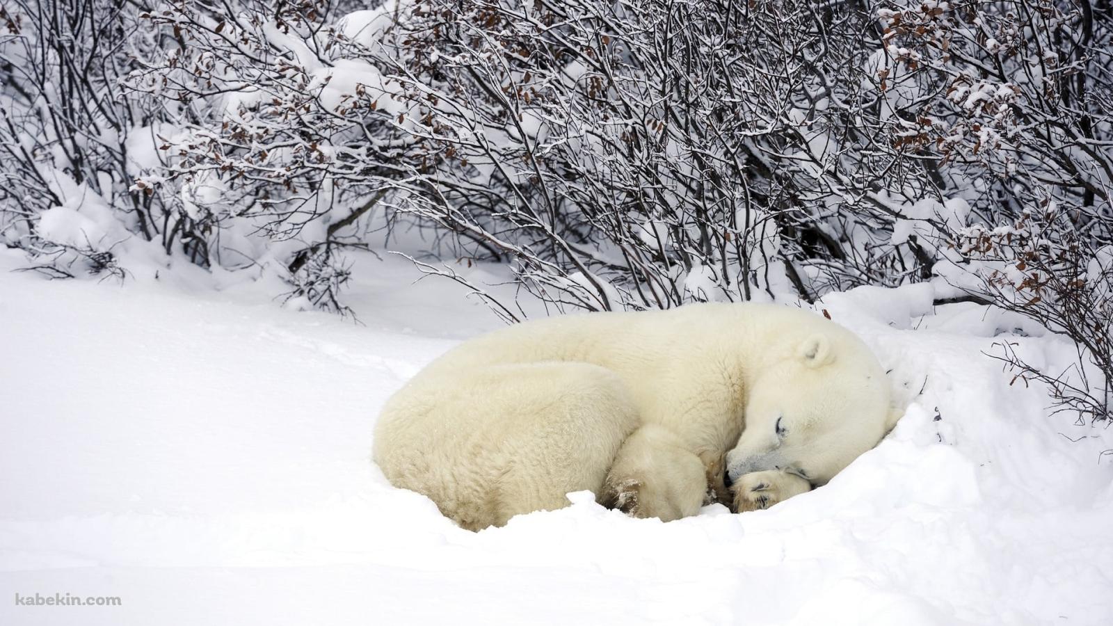 雪の中で眠るホッキョクグマの壁紙(1600px x 900px) 高画質 PC・デスクトップ用