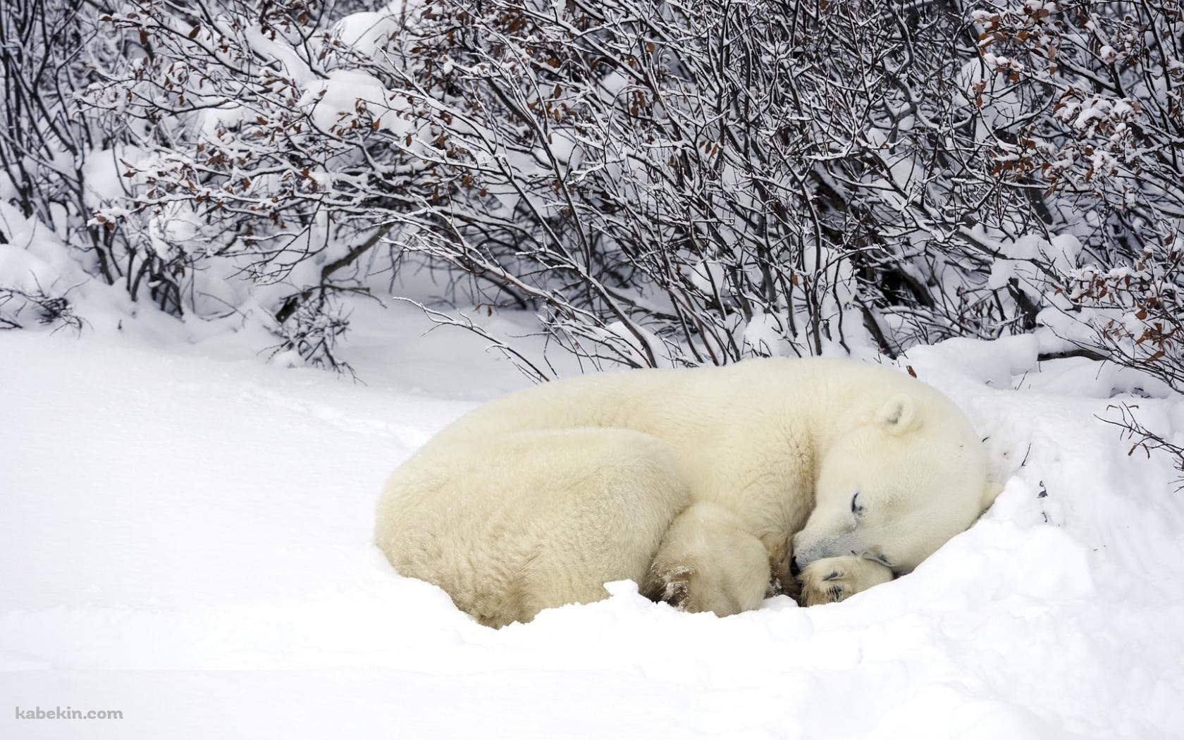 雪の中で眠るホッキョクグマの壁紙(1680px x 1050px) 高画質 PC・デスクトップ用