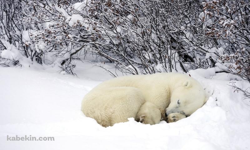 雪の中で眠るホッキョクグマの壁紙(800px x 480px) 高画質 PC・デスクトップ用