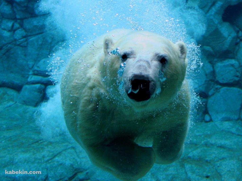水の中を泳ぐホッキョクグマの壁紙(1024px x 768px) 高画質 PC・デスクトップ用