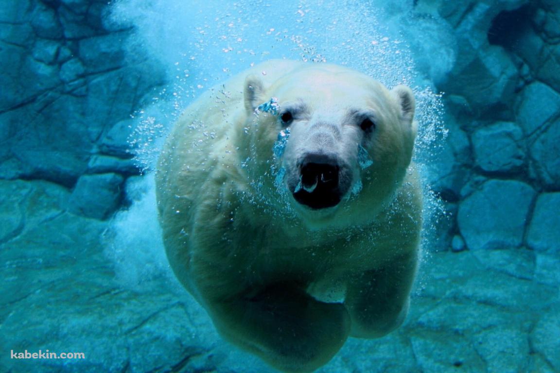 水の中を泳ぐホッキョクグマの壁紙(1152px x 768px) 高画質 PC・デスクトップ用