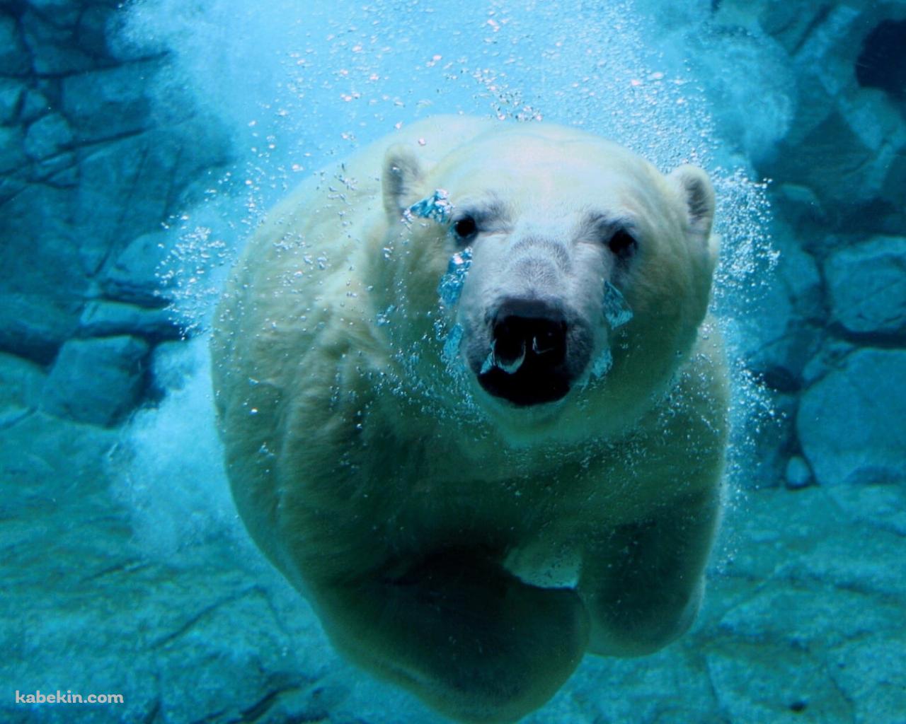 水の中を泳ぐホッキョクグマの壁紙(1280px x 1024px) 高画質 PC・デスクトップ用