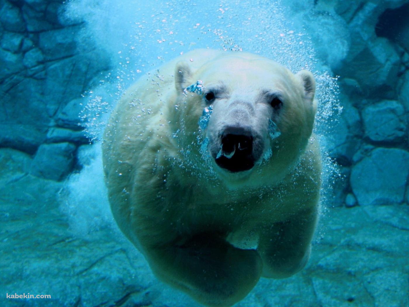 水の中を泳ぐホッキョクグマの壁紙(1400px x 1050px) 高画質 PC・デスクトップ用