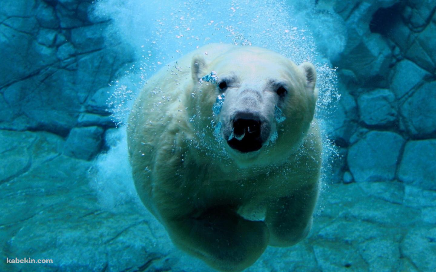 水の中を泳ぐホッキョクグマの壁紙(1440px x 900px) 高画質 PC・デスクトップ用