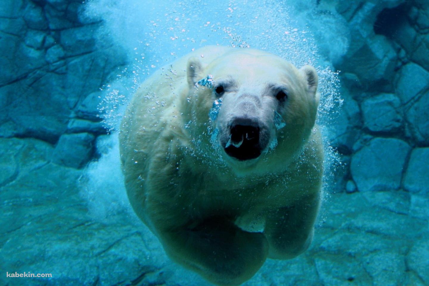 水の中を泳ぐホッキョクグマの壁紙(1440px x 960px) 高画質 PC・デスクトップ用
