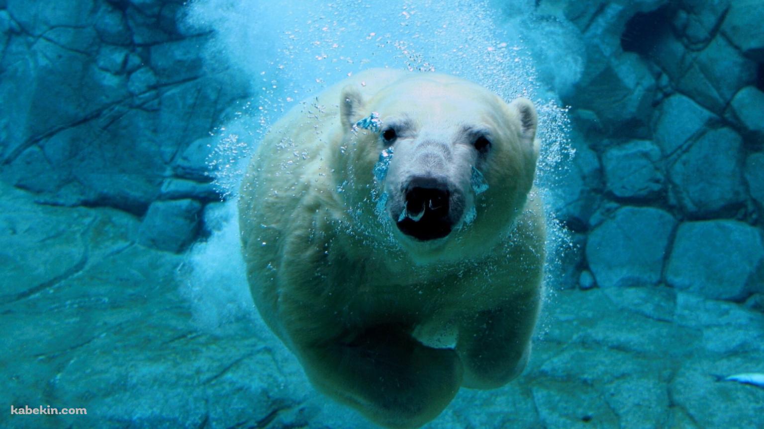 水の中を泳ぐホッキョクグマの壁紙(1536px x 864px) 高画質 PC・デスクトップ用