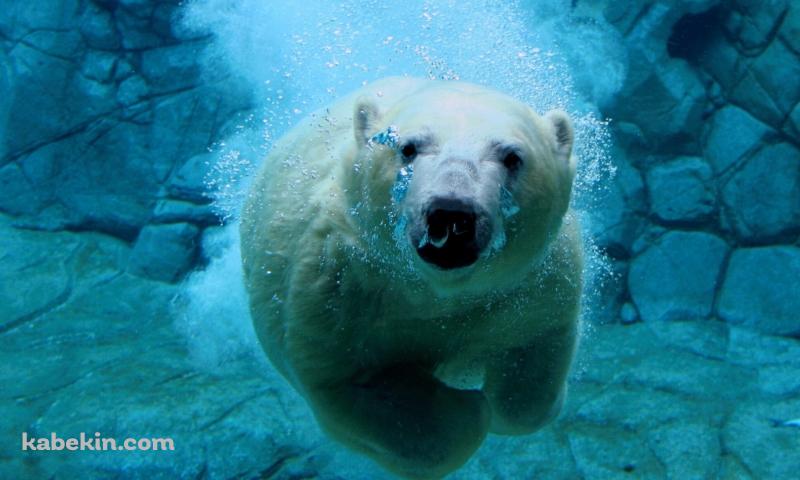 水の中を泳ぐホッキョクグマの壁紙(800px x 480px) 高画質 PC・デスクトップ用