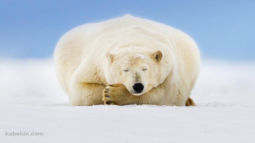雪の大地で眠るホッキョクグマの壁紙(1024px x 576px) 高画質 PC・デスクトップ用