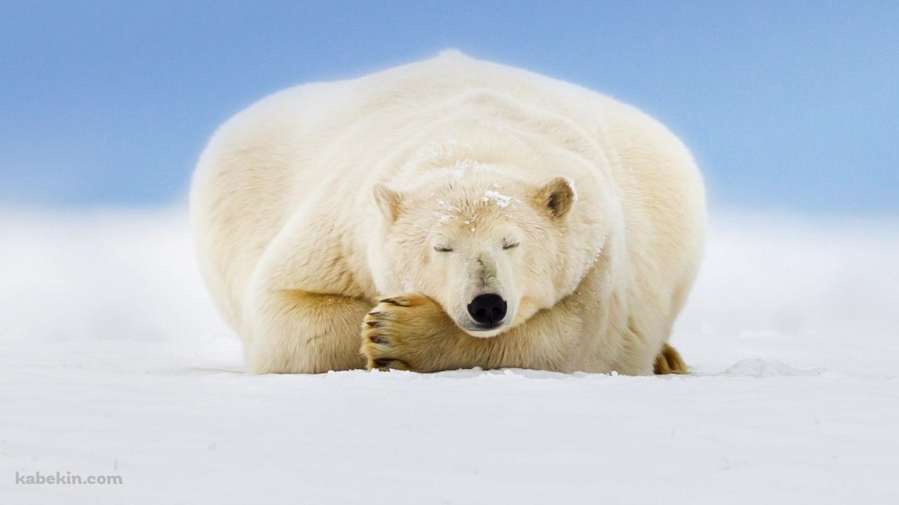 雪の大地で眠るホッキョクグマの壁紙(1280px x 720px) 高画質 PC・デスクトップ用