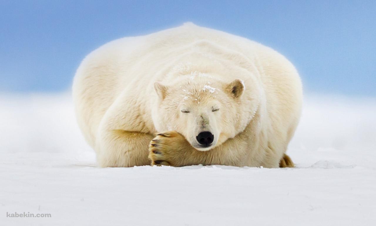 雪の大地で眠るホッキョクグマの壁紙(1280px x 768px) 高画質 PC・デスクトップ用