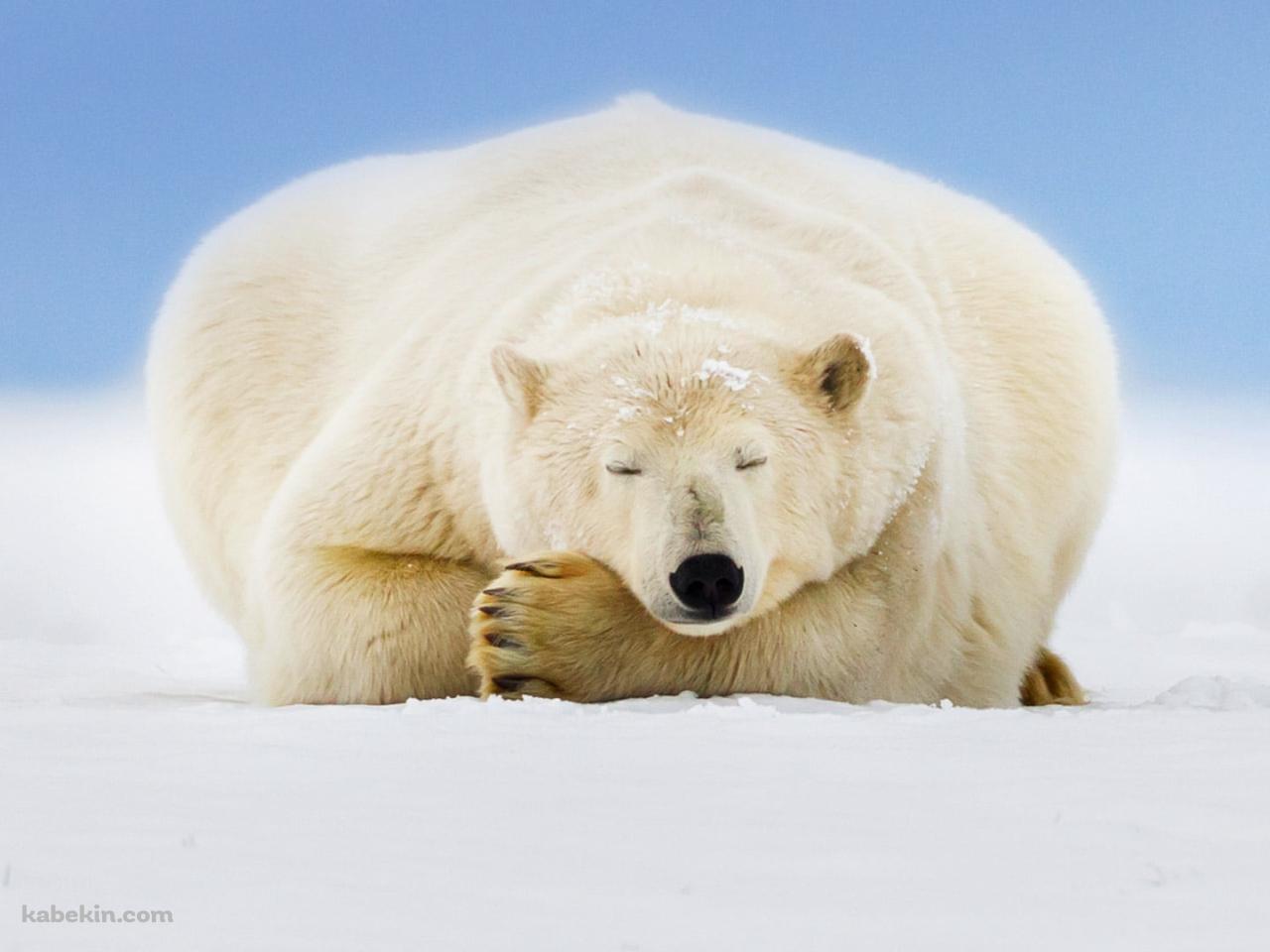 雪の大地で眠るホッキョクグマの壁紙(1280px x 960px) 高画質 PC・デスクトップ用