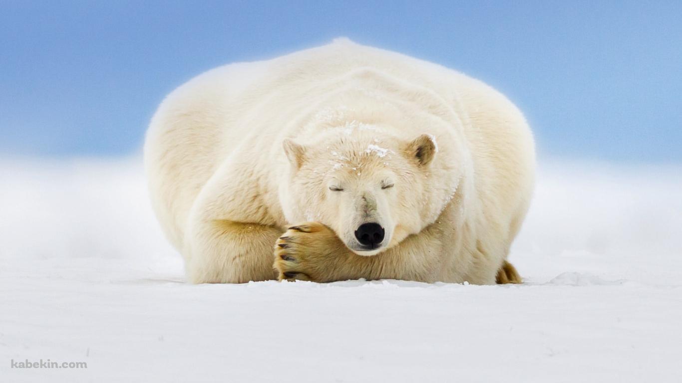 雪の大地で眠るホッキョクグマの壁紙(1366px x 768px) 高画質 PC・デスクトップ用